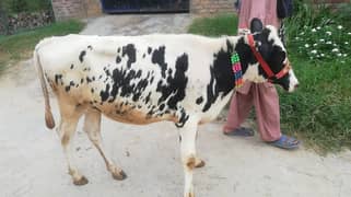 Australian Fresion Wachi, Cow for Sale, Vehri Muh sy Kheeri 0