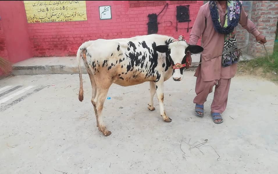 Australian Fresion Wachi, Cow for Sale, Vehri Muh sy Kheeri 1