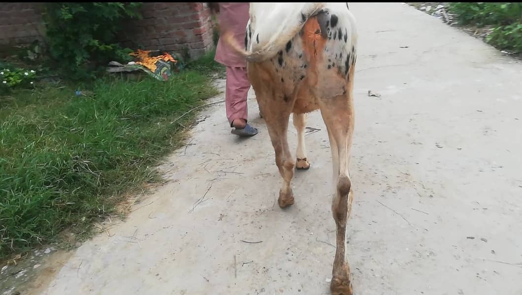 Australian Fresion Wachi, Cow for Sale, Vehri Muh sy Kheeri 2