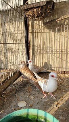 red pied pair