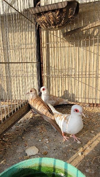 red pied pair 0