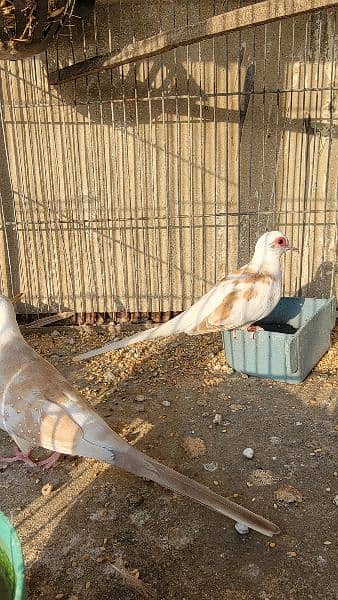 red pied pair 2