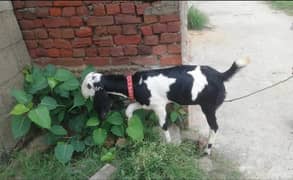 Betal Mix Nasal ki Path (Female), Goat for Sale, Muh sy Kheeri