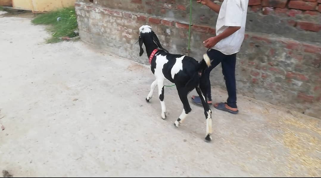 Betal Mix Nasal ki Path (Female), Goat for Sale, Muh sy Kheeri 1