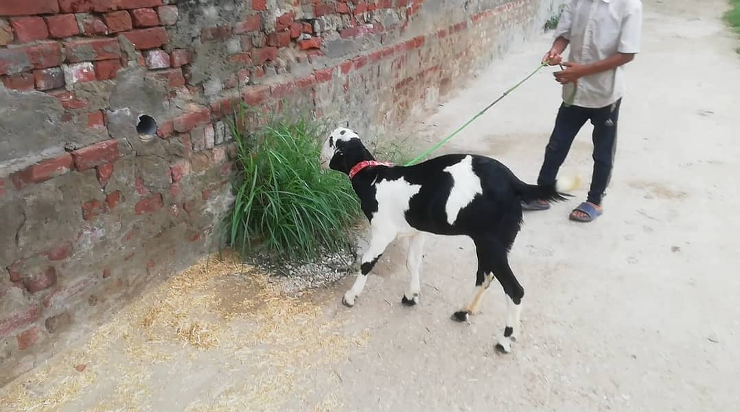 Betal Mix Nasal ki Path (Female), Goat for Sale, Muh sy Kheeri 2