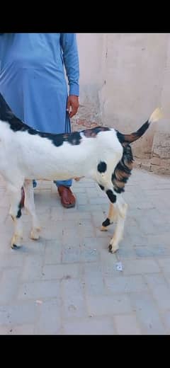 Goat/ Bakir / Desi / rajanpuri goats / Goat for sale