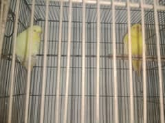 lovebirds and Australian parrots for sale