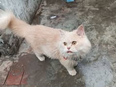 Persian cat for sale