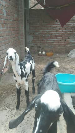 twins Goats for sale