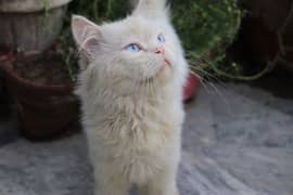 family of 3 Persian cats