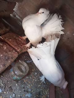 pigeons for sale