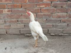 Aseel Cross Hens and Roster