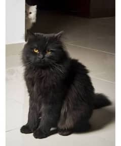 persian cat for sale