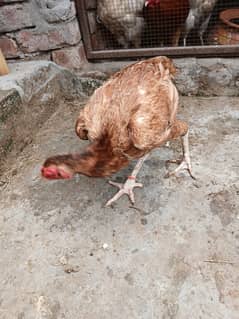 Pakistani Aseel Hen for sale