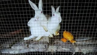 white red eyes rabbits for sell adult