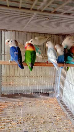 love birds parrot for sale hai