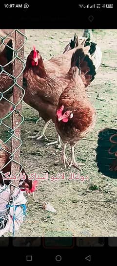 hens | golden misri | murghian | مرغیاں|