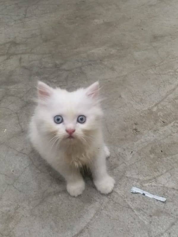 Persian cat 0