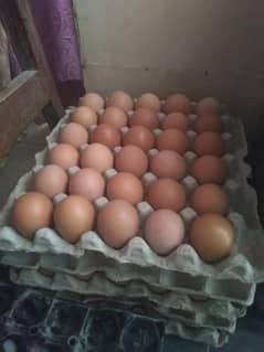 Lohmann brown egg Dasi egg