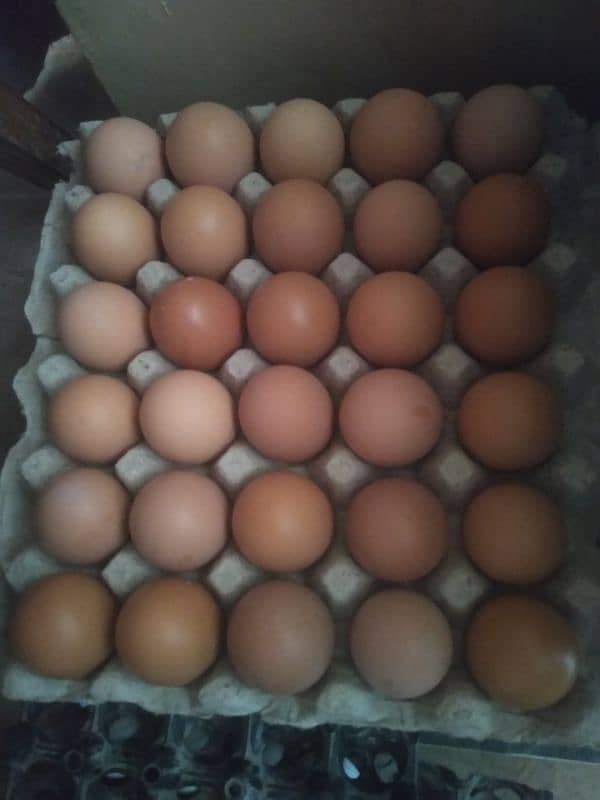 Lohmann brown egg Dasi egg 1