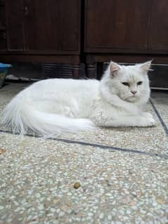 odd eye persian triple coat male cat 0