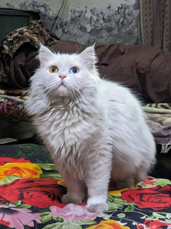 odd eye persian triple coat male cat 2