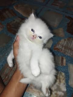 Persian kittens