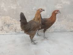 female hens