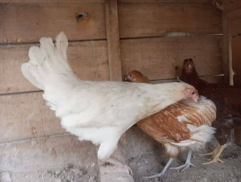 female hens 1