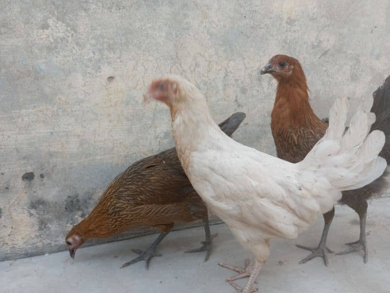 female hens 3