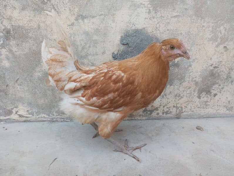 female hens 5