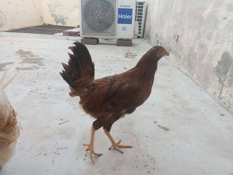 female hens 6