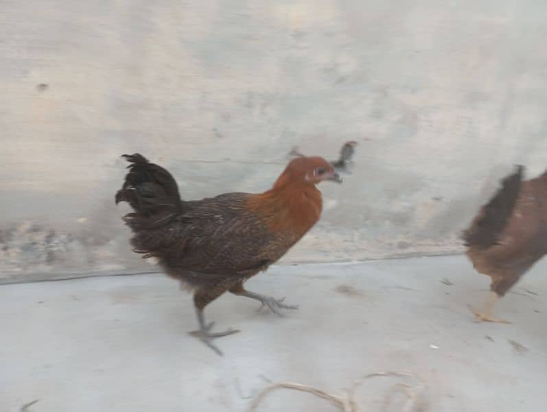 female hens 7