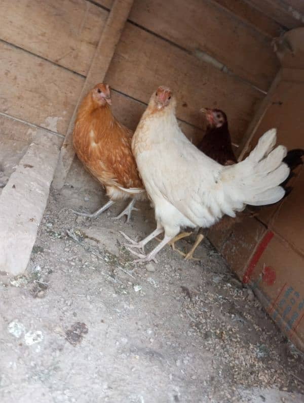 female hens 10