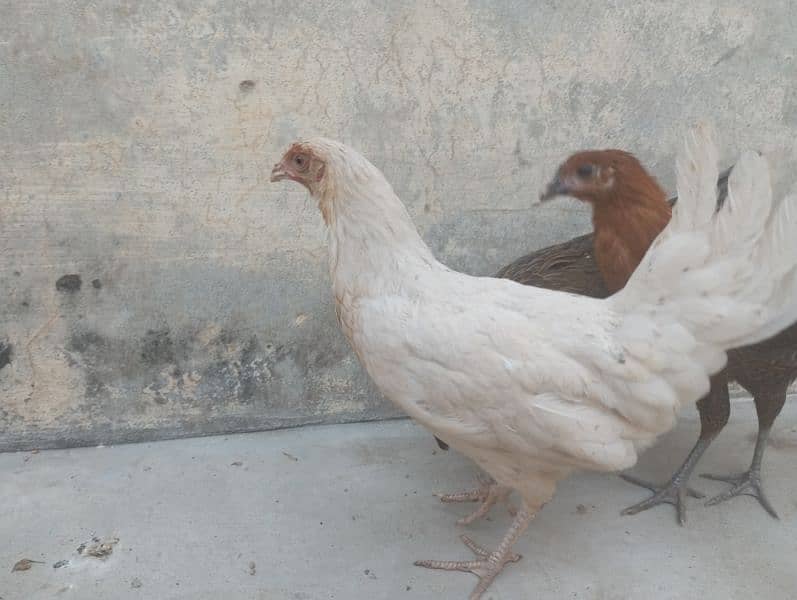 female hens 12