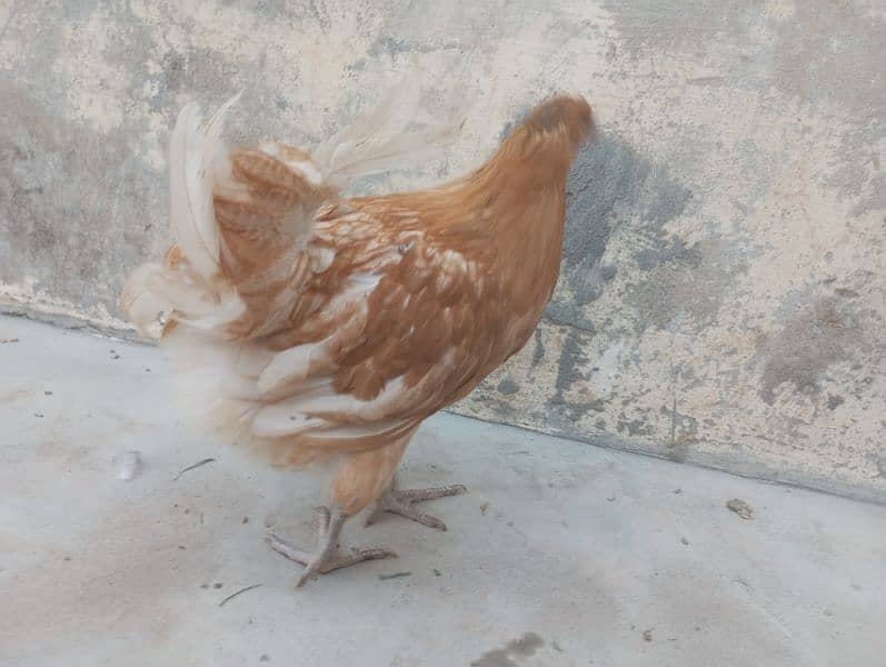 female hens 14