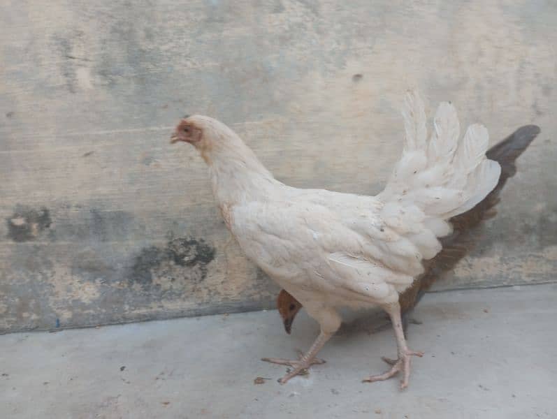 female hens 15