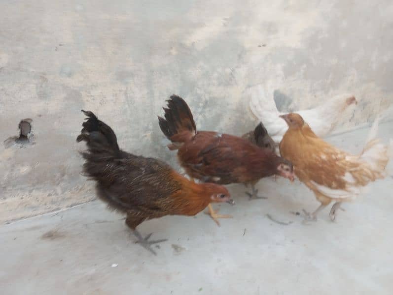 female hens 17