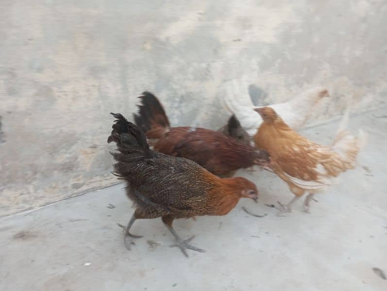 female hens 18