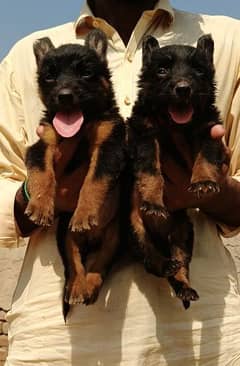 German Shepherd double coat Jodi 2 month for sale