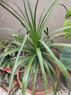 Ponytail palm Plants