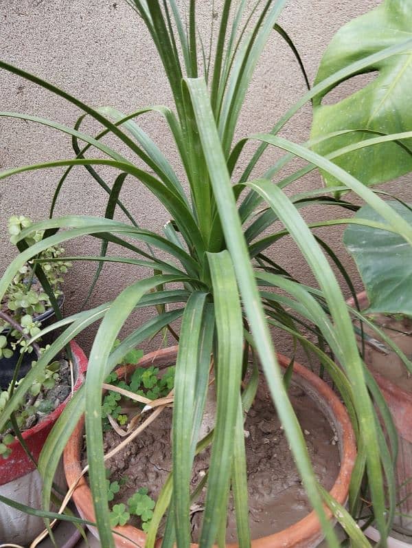 Ponytail palm Plants 2