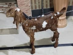 bakra