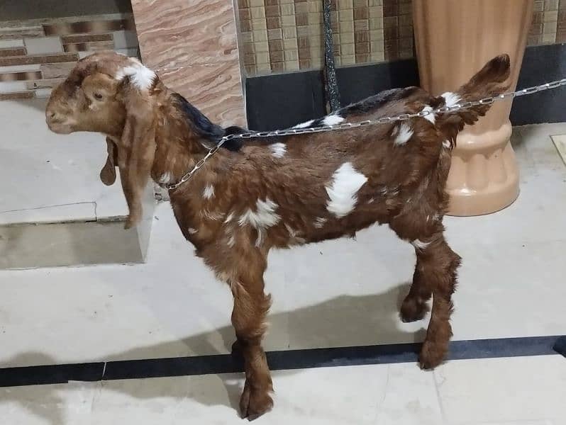 bakra or bakri 0