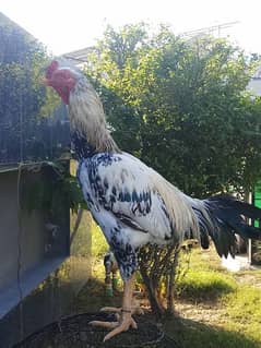 Mianwali Aseel Murgha and hens for sale in islamabad