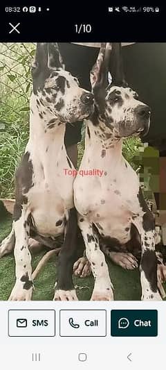 great dane pups  akita fimale fci or parisa breed available