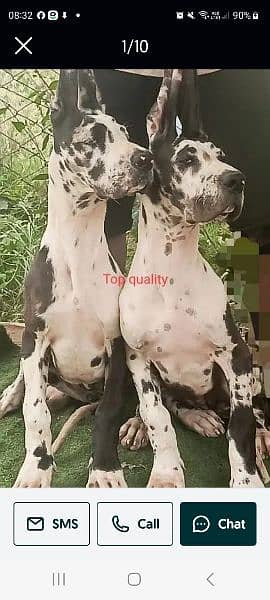 great dane pups  akita fimale fci or parisa breed available 0