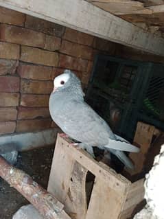 silver sherazi female end red Danish male for sale in Attock city