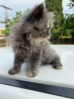 Persian punch face kittens