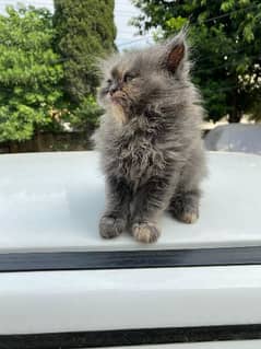 Persian punch face kittens